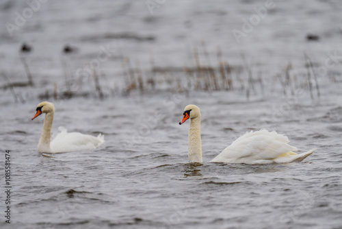 Couple of white swans swimming in river Daugava, next to city Ikskile