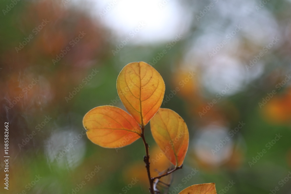 leaves of Lagerstroemia indica (Crape Myrtle) in autumn leaves of Lagerstroemia indica (Crape Myrtle) in autumn