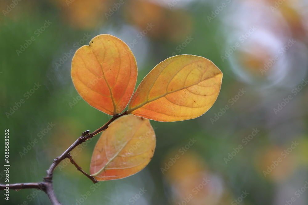 Obraz premium leaves of Lagerstroemia indica (Crape Myrtle) in autumn 