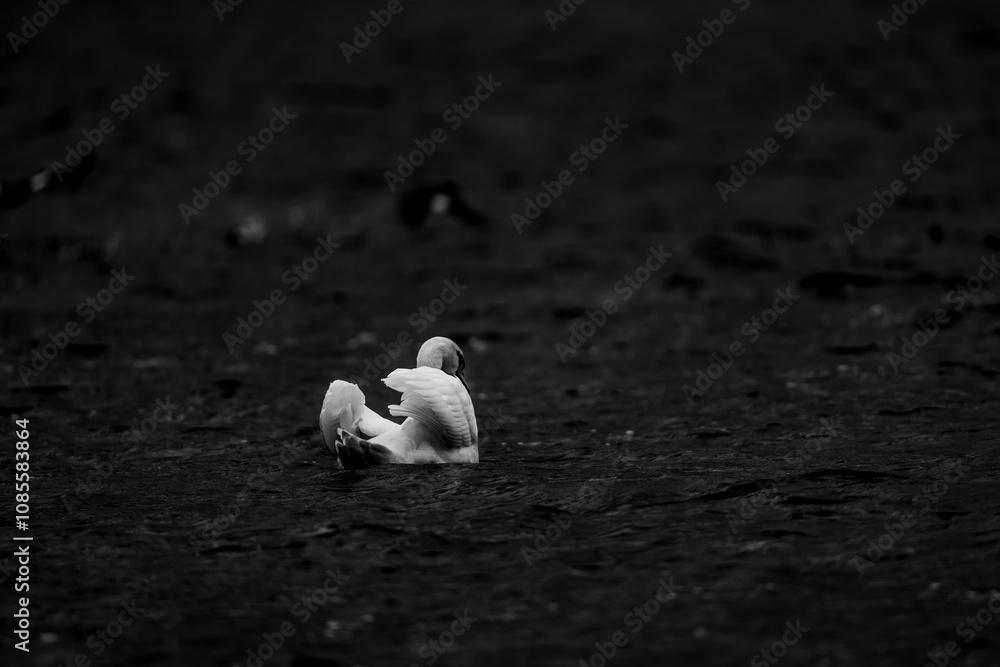 White mute swan single bird traveling across dark and vast water. Elegant white bird forms on dark background. Black and white photo White mute swan single bird traveling across dark and vast water. Elegant white bird forms on dark background. Black and white photo