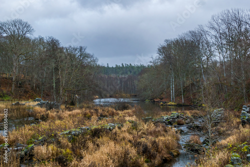 the river in the forest