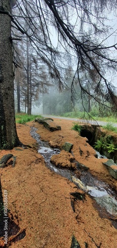 mgła, poranek, rośliny, lato, ochrona klimatu, natura, aura, powietrze, tlen, odpoczynek, spacer, las, strumyk, mech, trawa, drzewa, paprocie, ściółka, ścieżka 