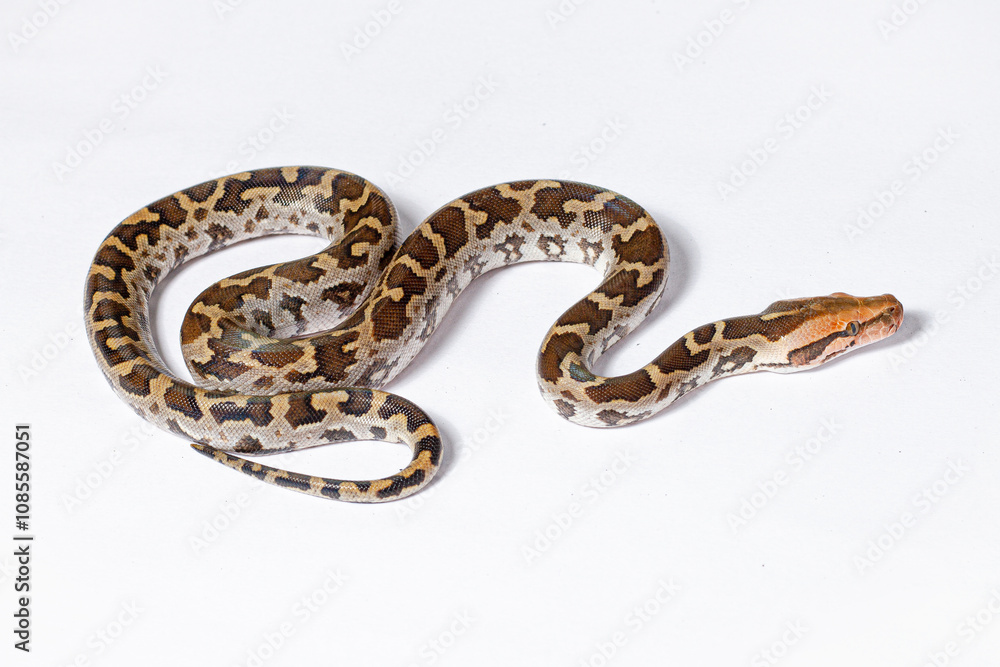 close up of a python snake on white background close up of a python snake on white background