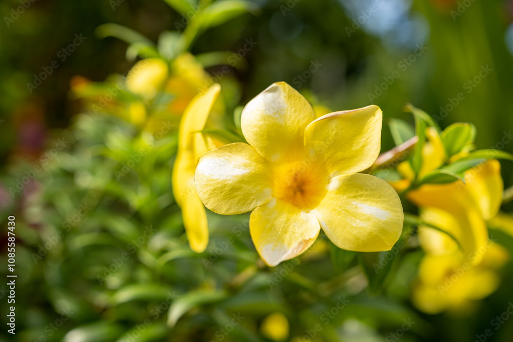 Close-up of a vibrant yellow flower in full bloom, surrounded by lush green foliage, capturing the essence of tropical beauty and the delicate details of petals. Close-up of a vibrant yellow flower in full bloom, surrounded by lush green foliage, capturing the essence of tropical beauty and the delicate details of petals.