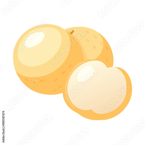 Longan fruit vector illustration