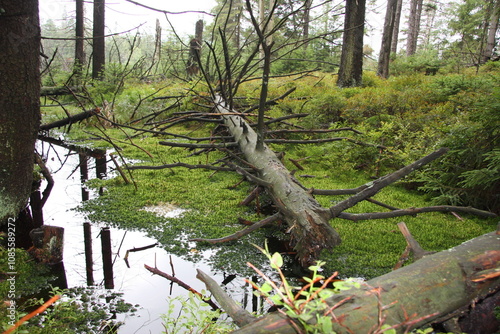 las, drzewa, rośliny, konary, lato, liście, pnie, suche drzewa, ochrona klimatu, torfowisko, natura, mokradła, aura, zasoby, powietrze, tlen, gałęzie, odpoczynek, spacer, łąka, bagna, mech, trawa