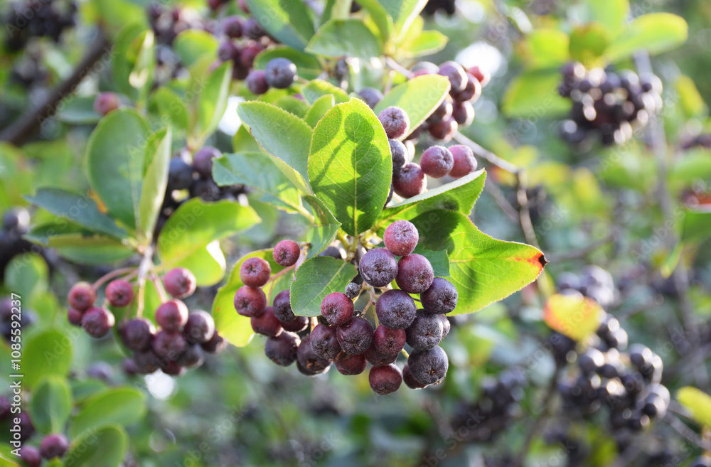 Small dark berries Aronia melanocarpa close-up with blurred green background Small dark berries Aronia melanocarpa close-up with blurred green background