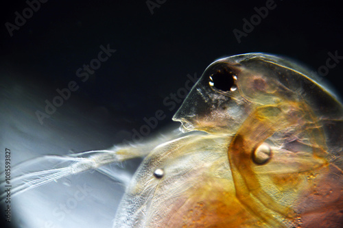 Daphnia seen under a microscope