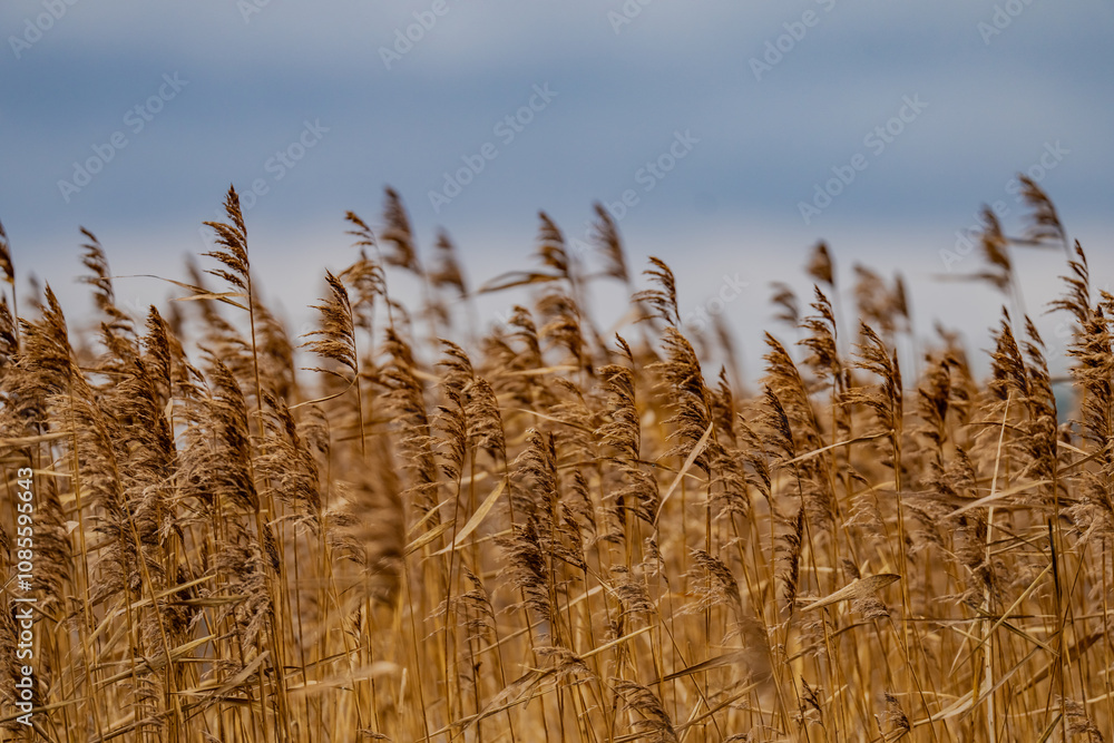 Common reed or Phragmites australis plant next to cold autumn river time as depressive nature season change with less colors in fauna Common reed or Phragmites australis plant next to cold autumn river time as depressive nature season change with less colors in fauna