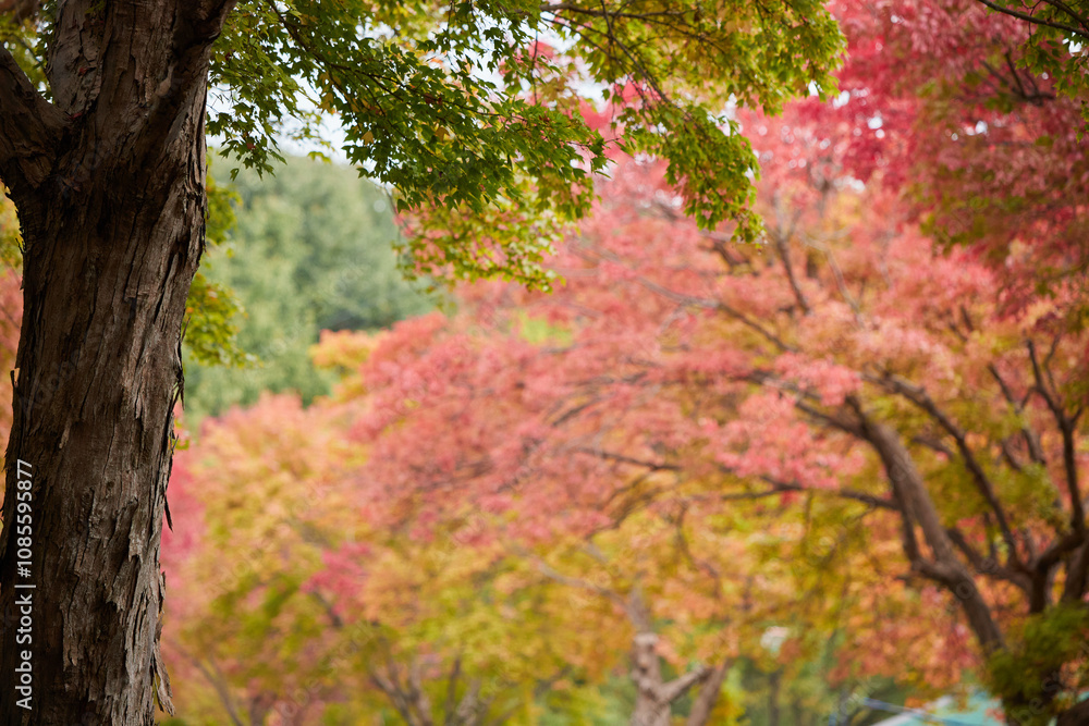 秋の森の紅葉の風景 秋の森の紅葉の風景