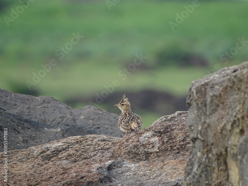 Bird on the rock photo