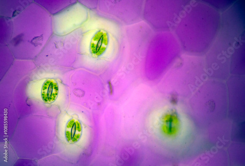 Fototapeta kuchenna leaf stomata seen under a microscope