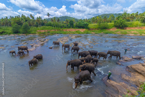 Canvas Print herd of asian elephants in the river in pinnawala sri lanka