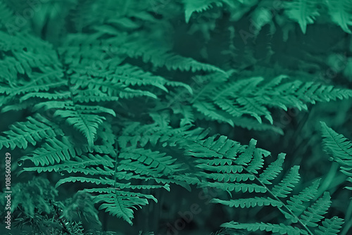 Wallpaper Mural Green fern leaves close up as background. soft focus Torontodigital.ca