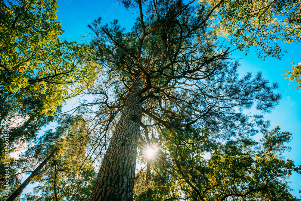 Fototapeta premium Summer Sun Shining Through Canopy Of Pine Trees. Woods Background. Summer Forest Landscape. Summer Coniferous Woods. Bright Scorching Sun