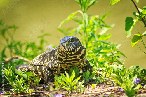 Iguana 2 photo