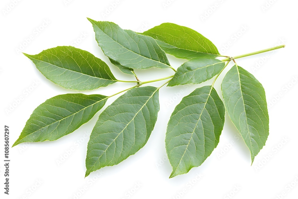 Fraxinus excelsior isolated on a white background, close up Fraxinus excelsior isolated on a white background, close up