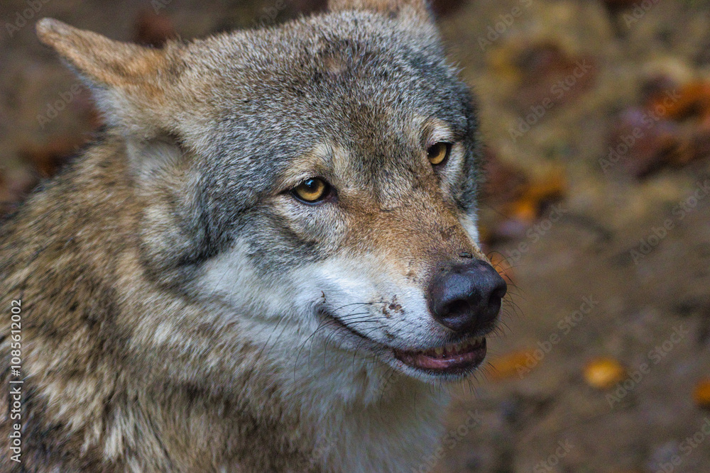 Fototapeta premium Wolf