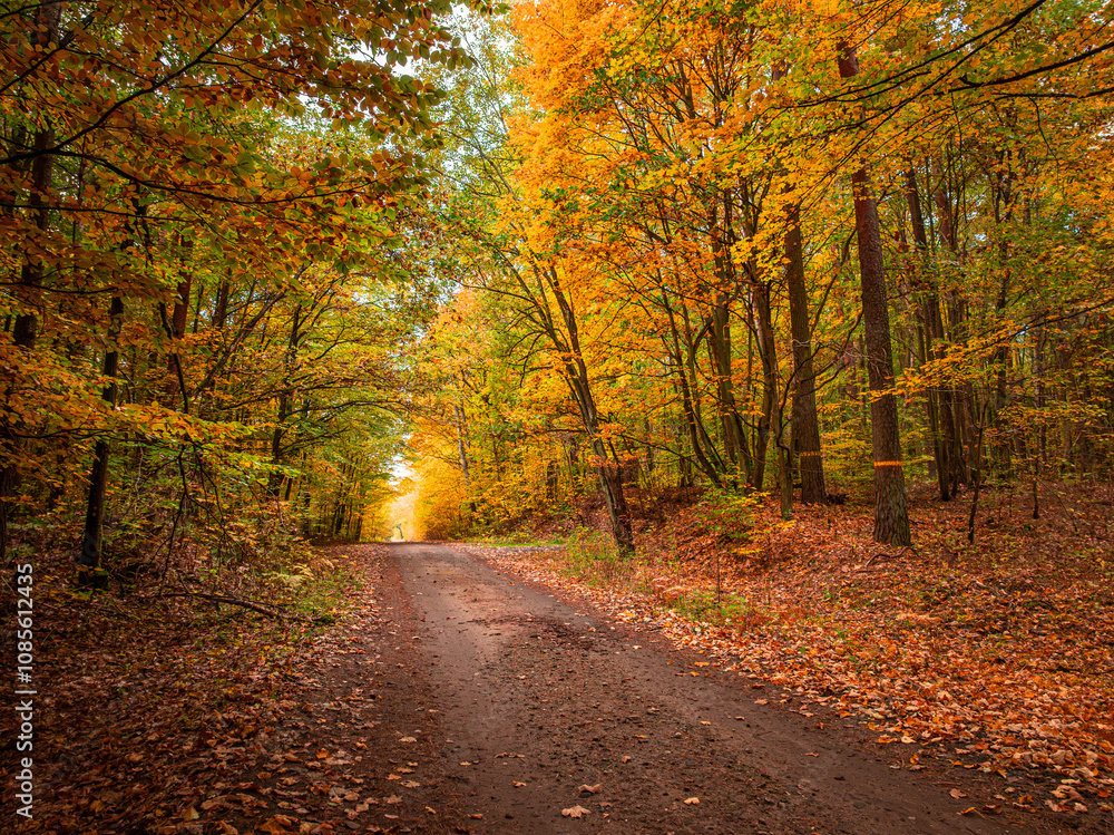 Naklejka premium Autumn path through forest. Aerial view of wildlife, Poland
