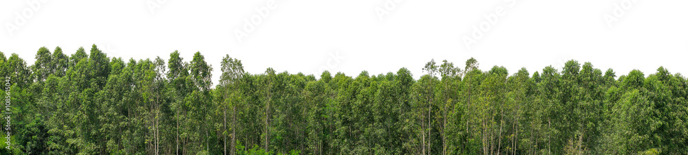 Fototapeta premium Green trees isolated are forest on transparent background.Forest and foliage in summer with cut path and alpha channel, high resolution.