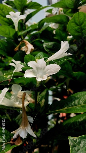 Nature's beauty 