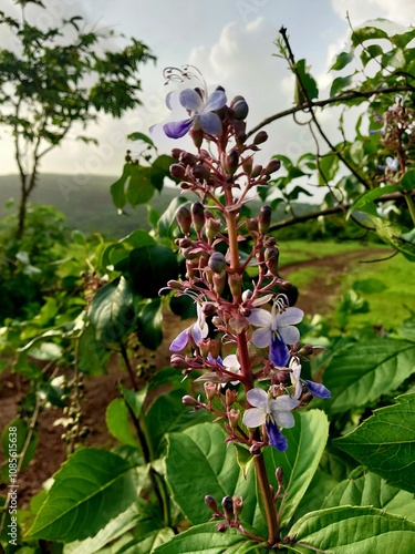 Nature's beauty 
