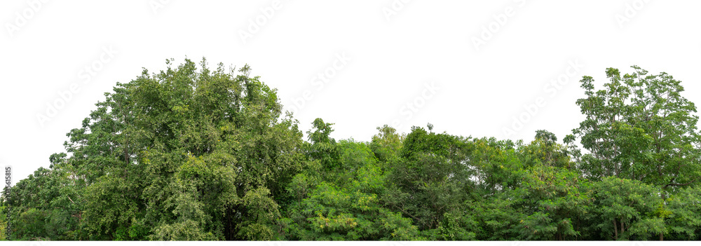 Green trees isolated are forest on transparent background.Forest and foliage in summer with cut path and alpha channel, high resolution. Green trees isolated are forest on transparent background.Forest and foliage in summer with cut path and alpha channel, high resolution.