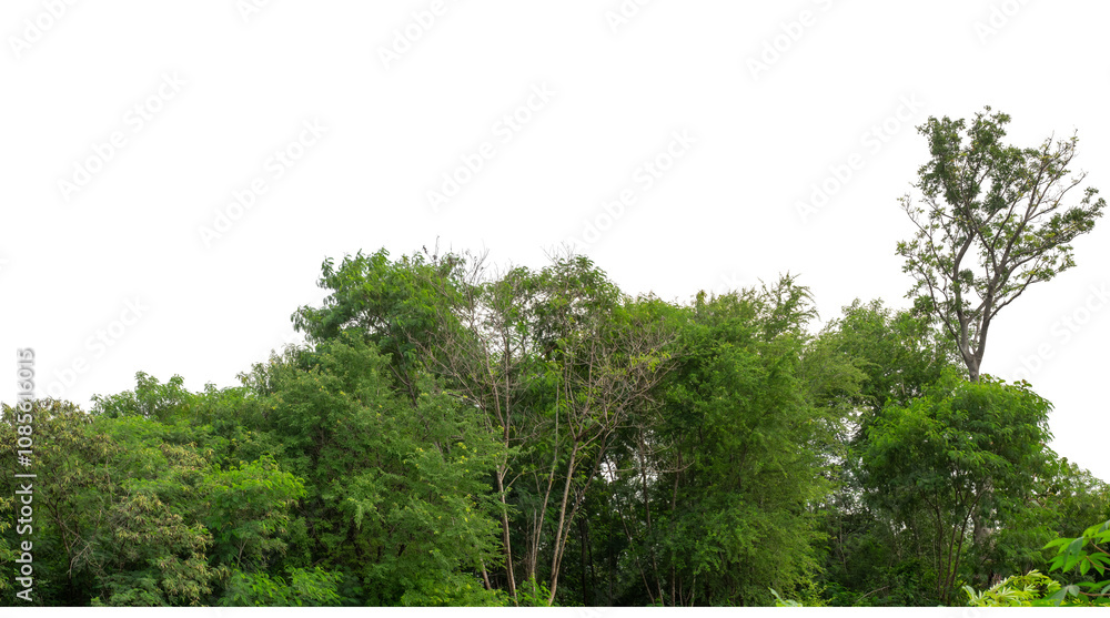 Green trees isolated are forest on transparent background.Forest and foliage in summer with cut path and alpha channel, high resolution. Green trees isolated are forest on transparent background.Forest and foliage in summer with cut path and alpha channel, high resolution.