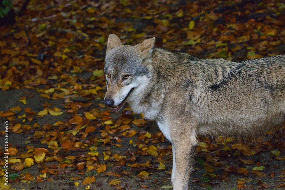 Wolf Wolf