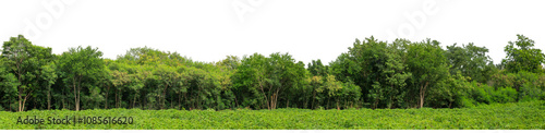 Green trees isolated are forest on transparent background.Forest and foliage in summer with cut path and alpha channel, high resolution.