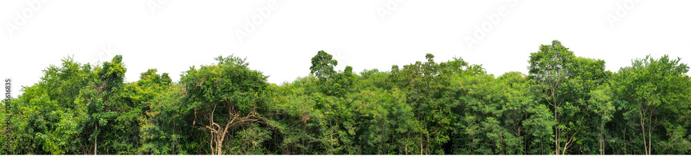 Green trees isolated are forest on transparent background.Forest and foliage in summer with cut path and alpha channel, high resolution.. Green trees isolated are forest on transparent background.Forest and foliage in summer with cut path and alpha channel, high resolution..