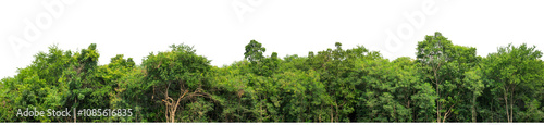 Green trees isolated are forest on transparent background.Forest and foliage in summer with cut path and alpha channel, high resolution..