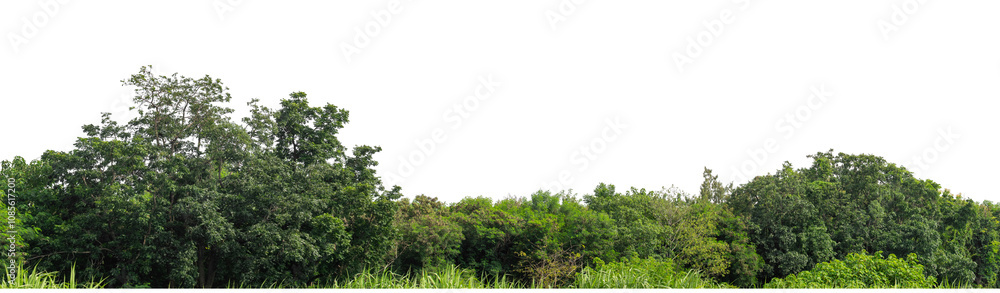 Green trees isolated are forest on transparent background.Forest and foliage in summer with cut path and alpha channel, high resolution.. Green trees isolated are forest on transparent background.Forest and foliage in summer with cut path and alpha channel, high resolution..