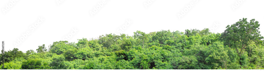 Green trees isolated are forest on transparent background.Forest and foliage in summer with cut path and alpha channel, high resolution. Green trees isolated are forest on transparent background.Forest and foliage in summer with cut path and alpha channel, high resolution.