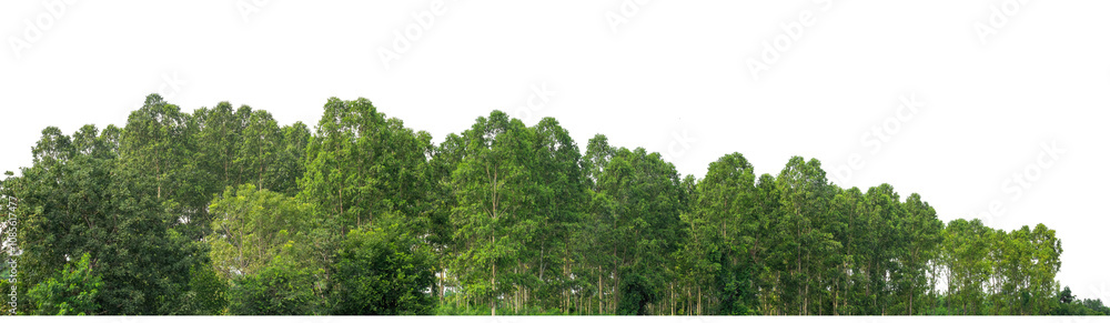 Green trees isolated are forest on transparent background.Forest and foliage in summer with cut path and alpha channel, high resolution. Green trees isolated are forest on transparent background.Forest and foliage in summer with cut path and alpha channel, high resolution.