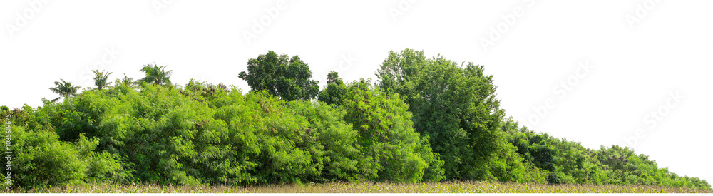 Green trees isolated are forest on transparent background.Forest and foliage in summer with cut path and alpha channel, high resolution. Green trees isolated are forest on transparent background.Forest and foliage in summer with cut path and alpha channel, high resolution.