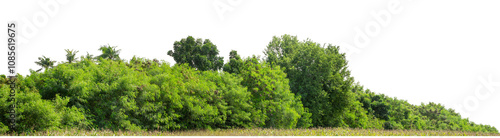 Green trees isolated are forest on transparent background.Forest and foliage in summer with cut path and alpha channel, high resolution.