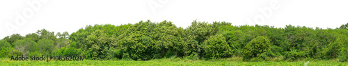 Green trees isolated are forest on transparent background.Forest and foliage in summer with cut path and alpha channel, high resolution.