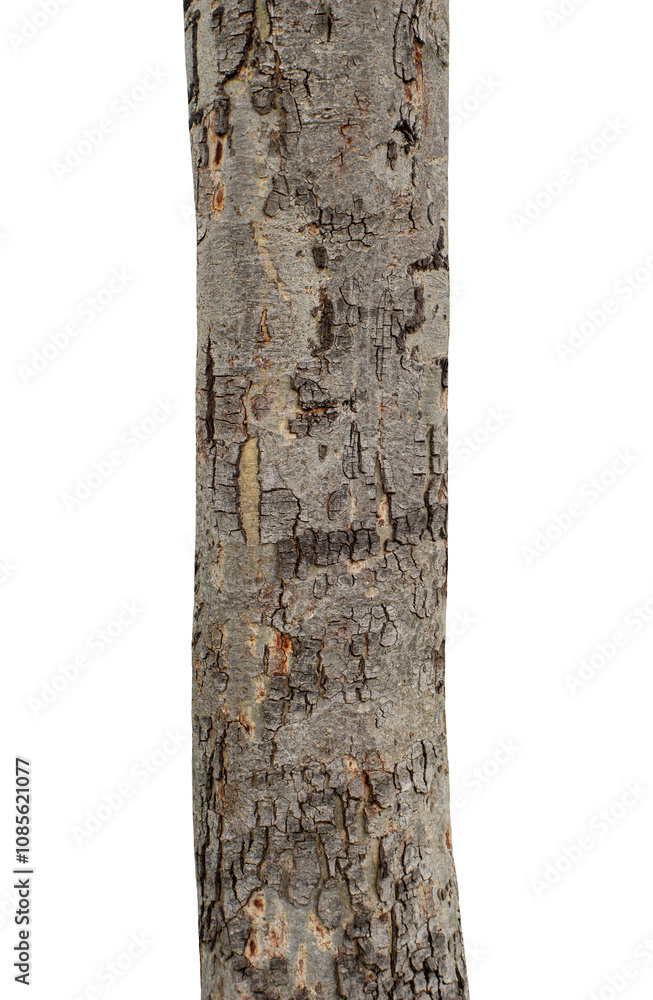 Fototapeta premium Tree trunk isolated on transparent background.