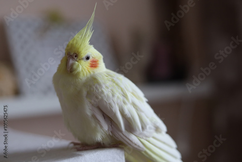 Parrot corella at home.  photo