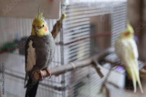 Parrot corella at home.  photo