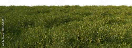 grass line field wild and fresh