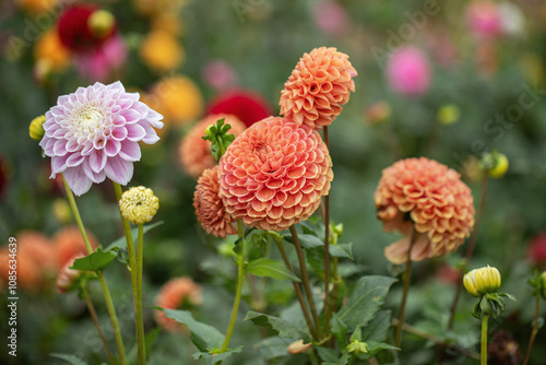 Orange-red and light, pink dahlia flowers.