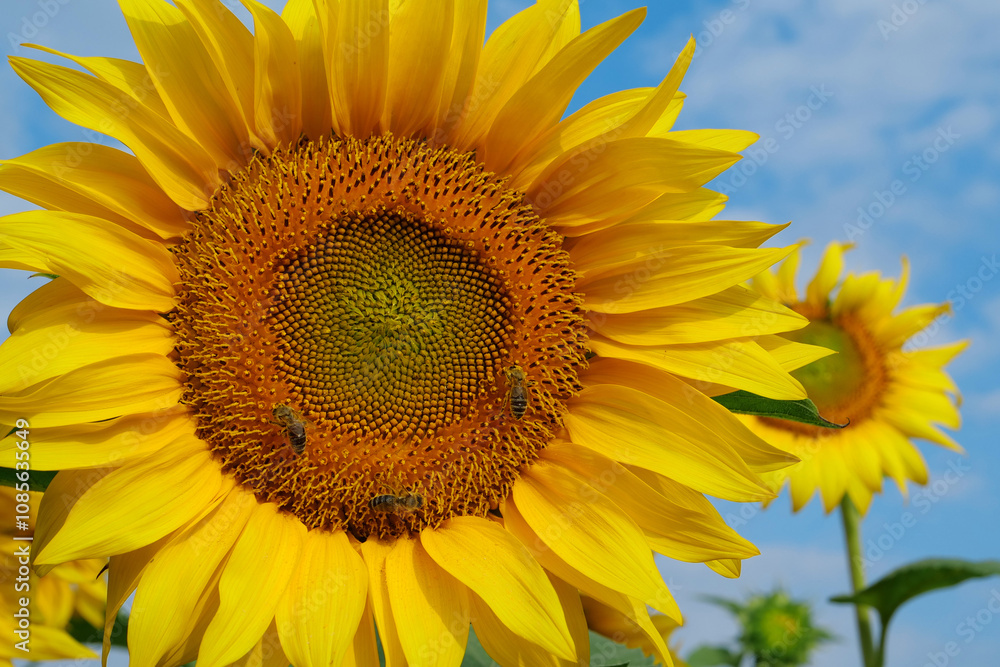 On the field of sunflowers little working bees sits on the sunflower On the field of sunflowers little working bees sits on the sunflower