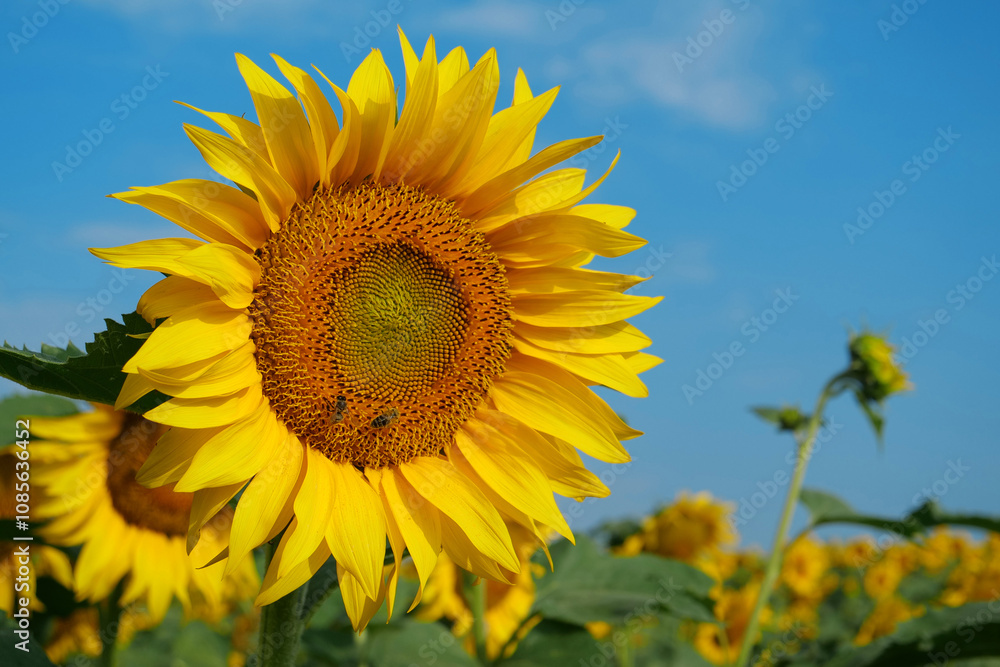 Field of beautiful sunflowers with many bees working. Bees are hard at work Field of beautiful sunflowers with many bees working. Bees are hard at work