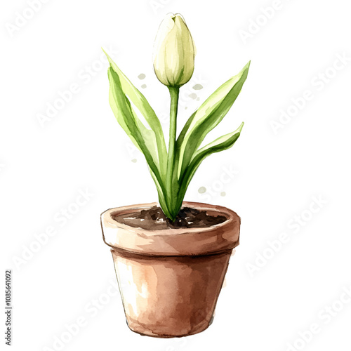 Watercolor white tulip bud in a pot png. Tulip bud growing in a pot. Spring and gardening concept. Vector illustration.