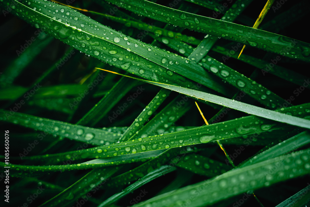 Lush Green Grass with Raindrops A Stunning Piece of Nature Photography Capturing Life Lush Green Grass with Raindrops A Stunning Piece of Nature Photography Capturing Life