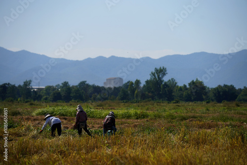 Thai farmers harvest rice using traditional methods. Mountain view in the background