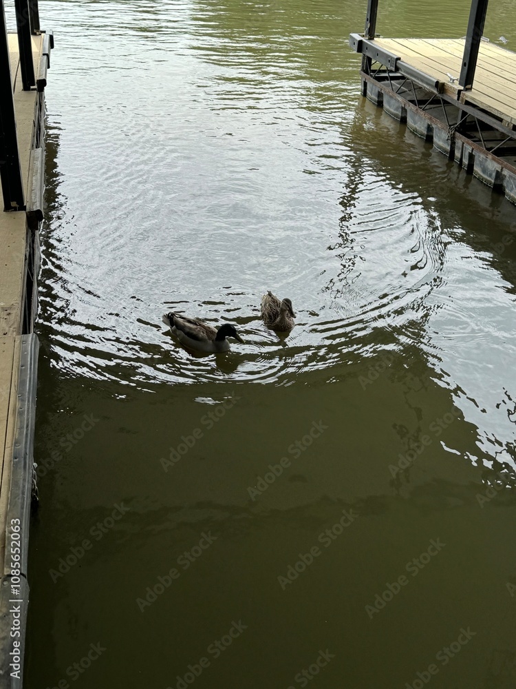 Naklejka premium Ducks on the river