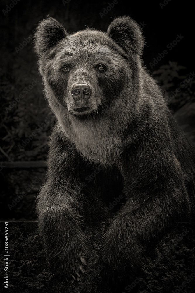 Portrait of Brown bear in a zoo Portrait of Brown bear in a zoo